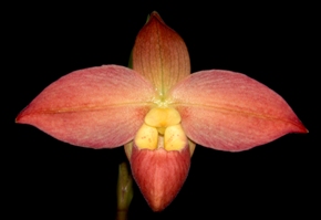 Phragmipedium Acker's Royalty Bell' Orchidea HCC/AOS 78 pts.
